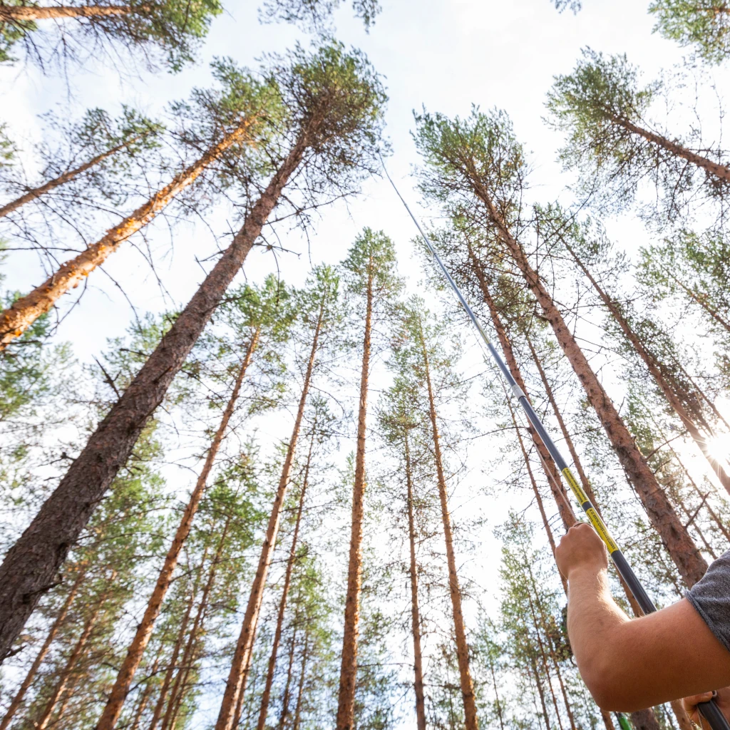 Collecting samples from tree crowns. Taken by Andreas Palmén